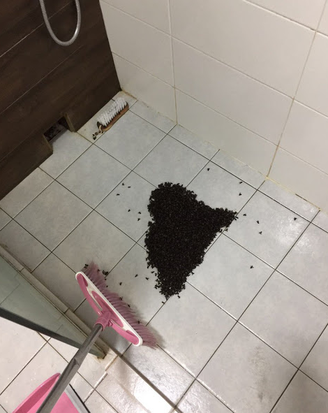 Tak disangka, gerombolan lebah ini hidupnya di atap kamar mandi