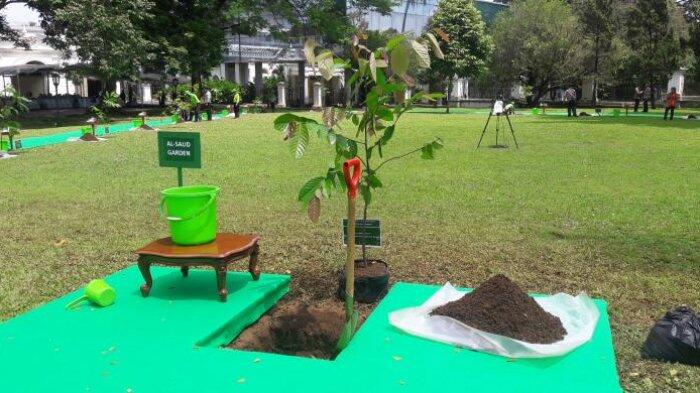 Raja Salman Tanam Pohon Ulin di Istana Bogor
