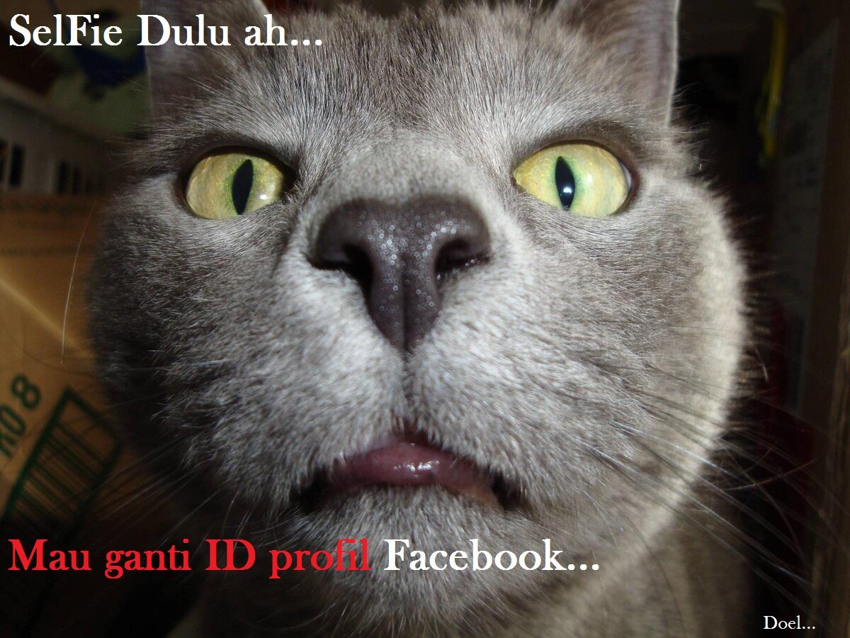 Kocak, Lucu dan menghibur... klo liat kucing lagi pada ngobrol / ngomong