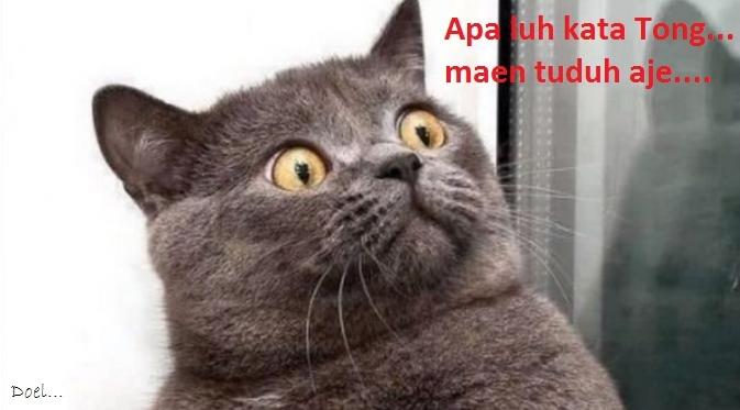 Kocak, Lucu dan menghibur... klo liat kucing lagi pada ngobrol / ngomong 