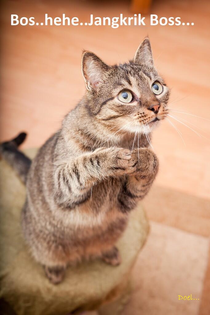 Kocak, Lucu dan menghibur... klo liat kucing lagi pada ngobrol / ngomong