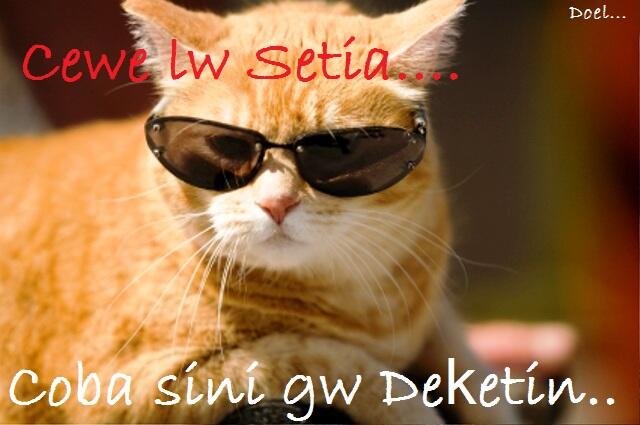 Kocak, Lucu dan menghibur... klo liat kucing lagi pada ngobrol / ngomong