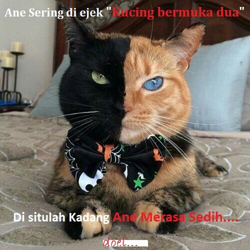 Kocak, Lucu dan menghibur... klo liat kucing lagi pada ngobrol / ngomong