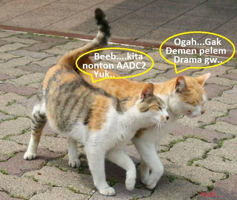 Kocak, Lucu dan menghibur... klo liat kucing lagi pada ngobrol / ngomong