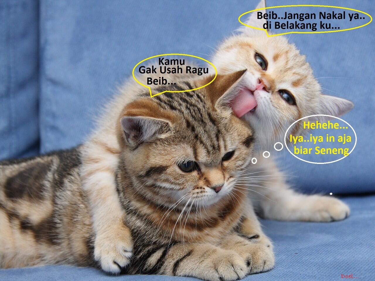 Kocak, Lucu dan menghibur... klo liat kucing lagi pada ngobrol / ngomong