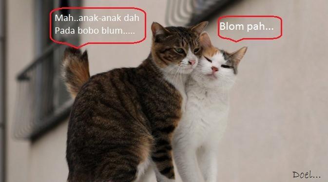 Kocak, Lucu dan menghibur... klo liat kucing lagi pada ngobrol / ngomong