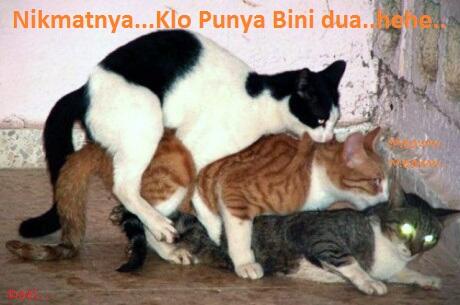 Kocak, Lucu dan menghibur... klo liat kucing lagi pada ngobrol / ngomong