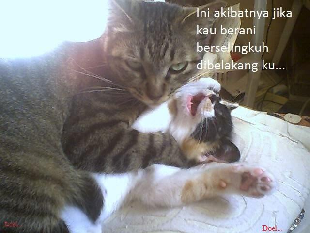 Kocak, Lucu dan menghibur... klo liat kucing lagi pada ngobrol / ngomong