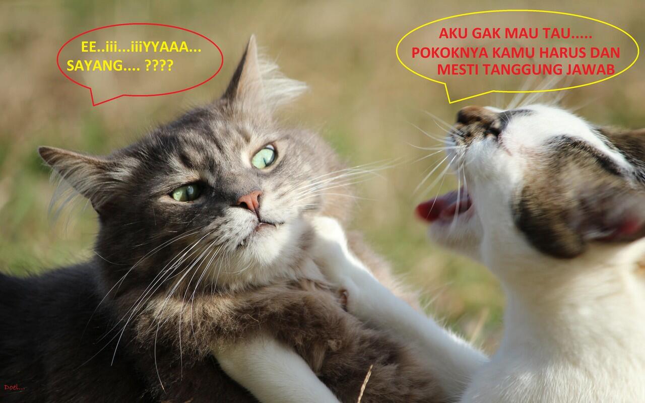 Kocak, Lucu dan menghibur... klo liat kucing lagi pada ngobrol / ngomong