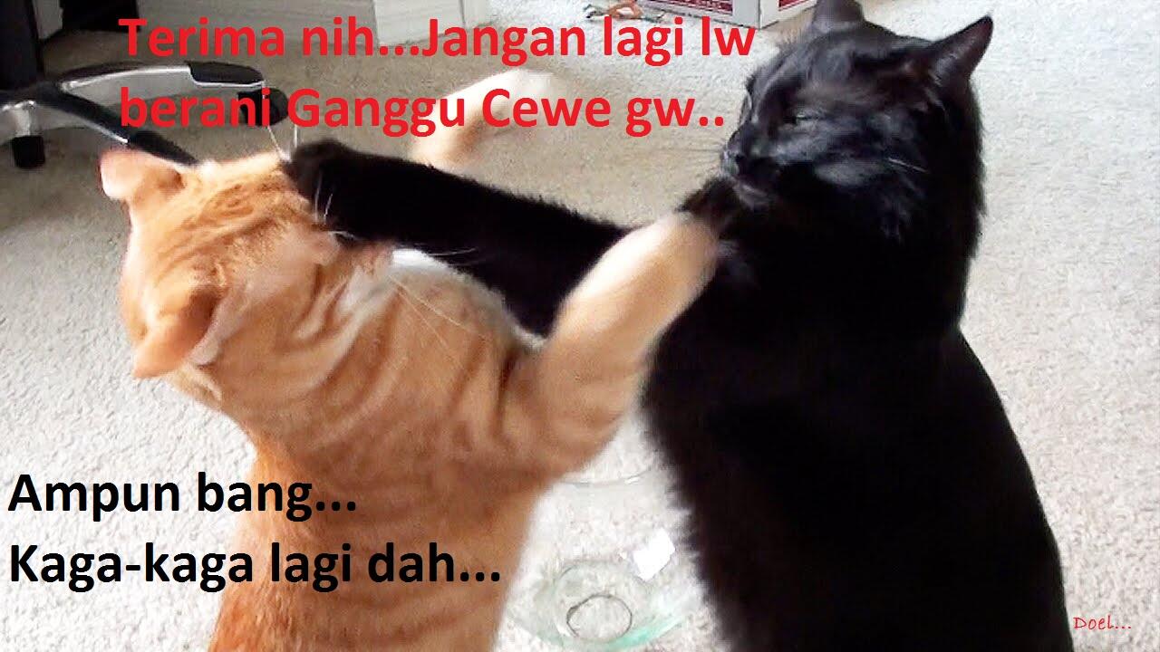 Kocak, Lucu dan menghibur... klo liat kucing lagi pada ngobrol / ngomong
