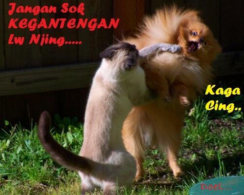 Kocak, Lucu dan menghibur... klo liat kucing lagi pada ngobrol / ngomong