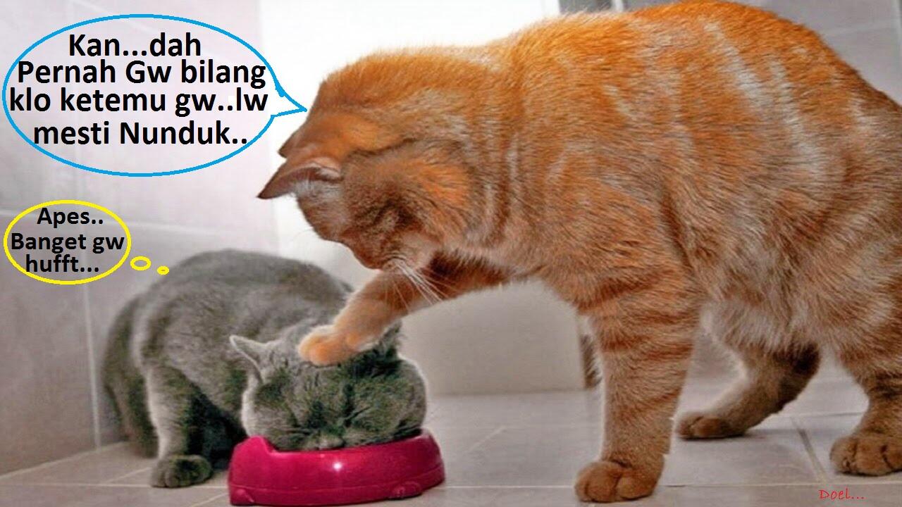 Kocak, Lucu dan menghibur... klo liat kucing lagi pada ngobrol / ngomong