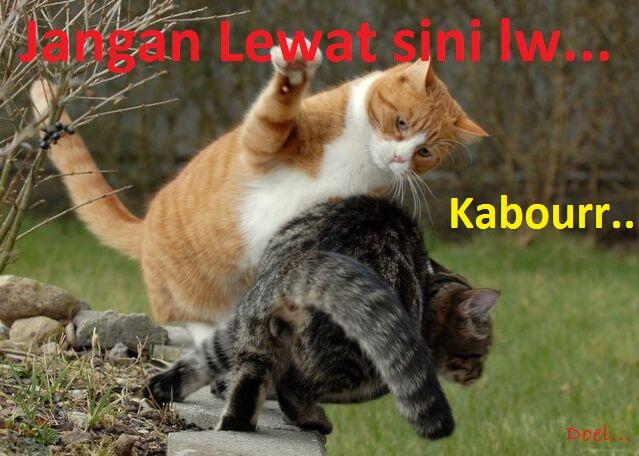 Kocak, Lucu dan menghibur... klo liat kucing lagi pada ngobrol / ngomong