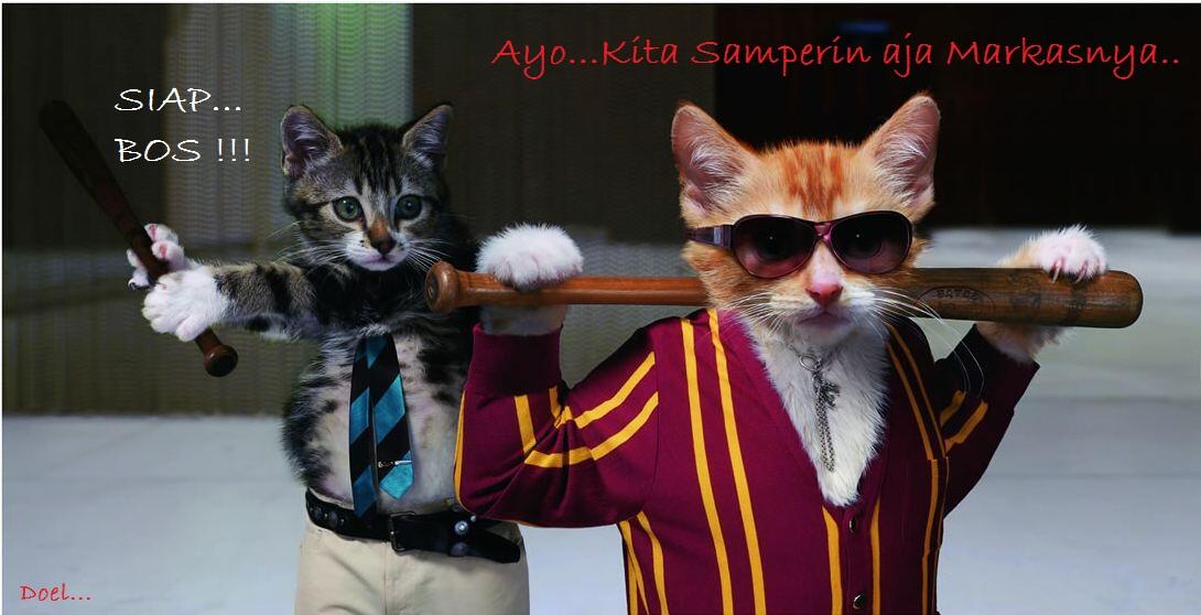 Kocak, Lucu dan menghibur... klo liat kucing lagi pada ngobrol / ngomong 
