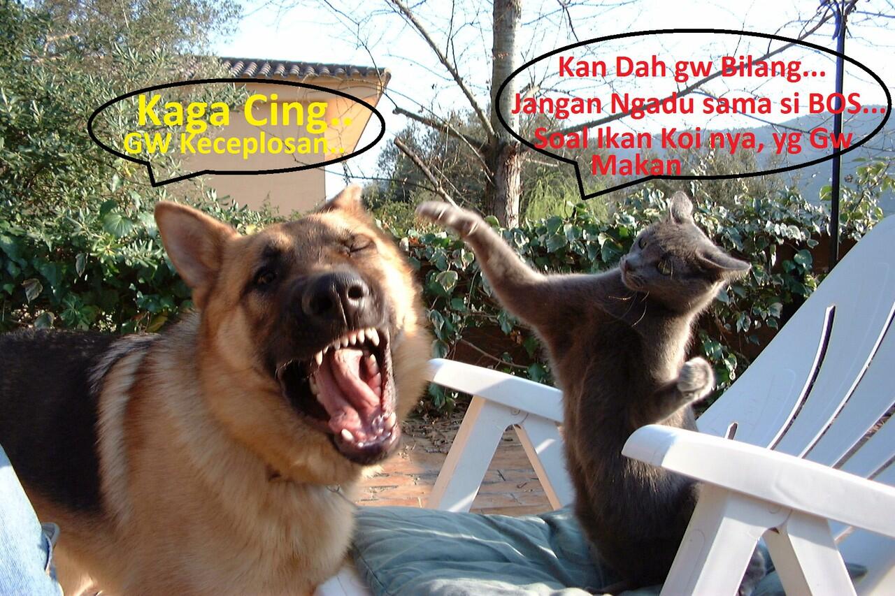 Kocak, Lucu dan menghibur... klo liat kucing lagi pada ngobrol / ngomong