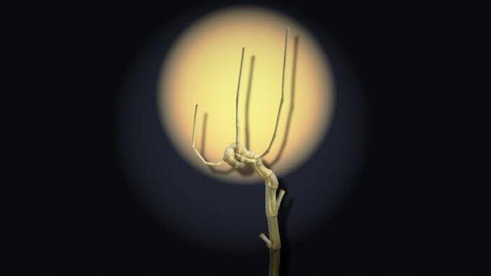 Bambu Kurung “Lam Jalallah” Ini Dimaharkan Rp 33 Juta