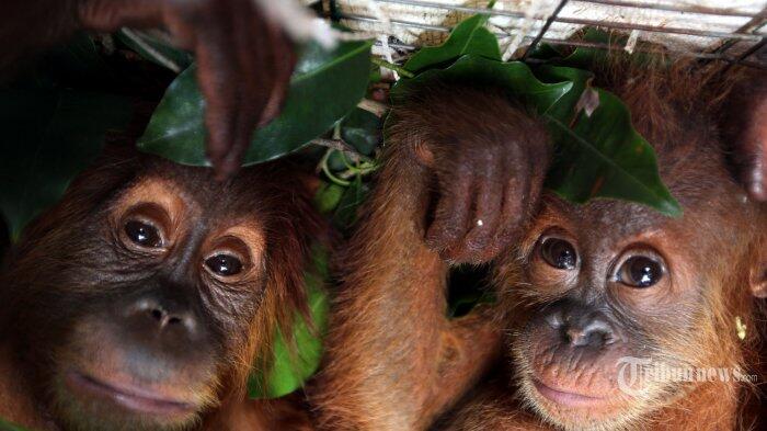 Tujuh Orangutan Ini Kembali Menikmati Kebebasannya Hidup di Hutan Kutai Timur