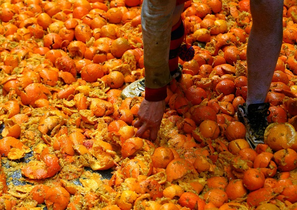 Battle of the Orange, Festival yang Menghabiskan 200 Ton Jeruk