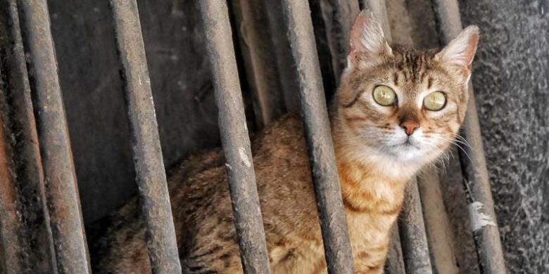 Polisi Tangkap Pria Pembunuh dan Pemerkosa 21 Ekor Kucing