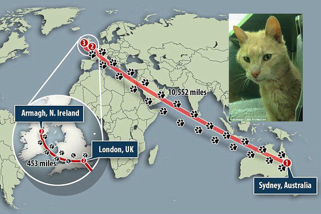 Kisah Kucing Misterius yang Hilang di Australia dan Ditemukan di Irlandia Utara