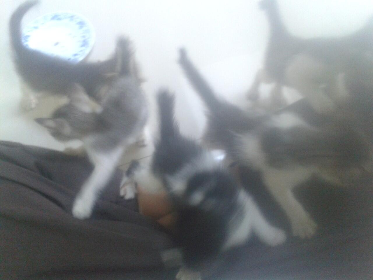 &#91;GRATIS!&#93; Dicari Catlovers Untuk Adopsi Anak Kucing Kampung