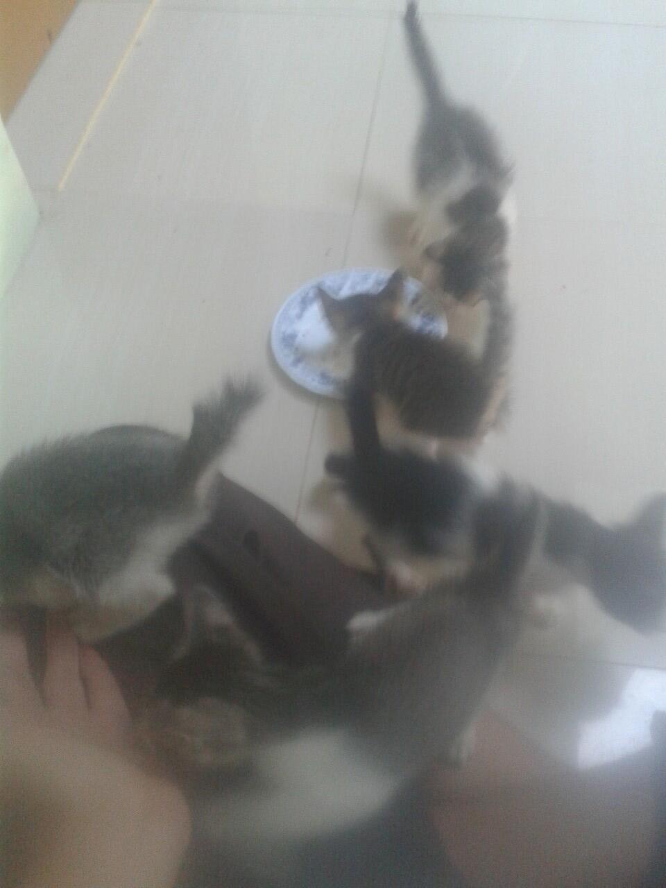 &#91;GRATIS!&#93; Dicari Catlovers Untuk Adopsi Anak Kucing Kampung