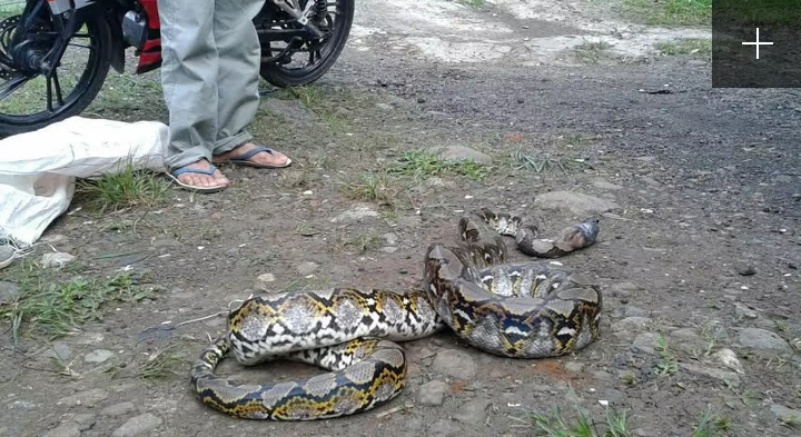 Temuan Ular Piton di Bawah Tempat Tidur Gegerkan Warga Bogor