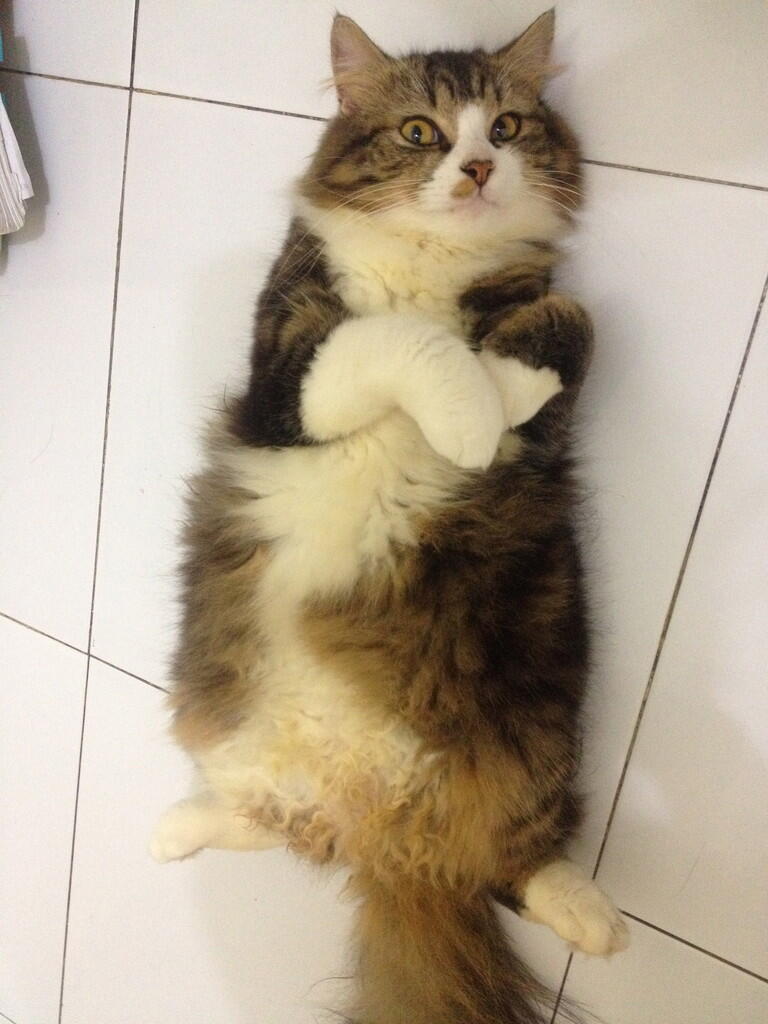 Kucing Jantan Cari Jodoh
