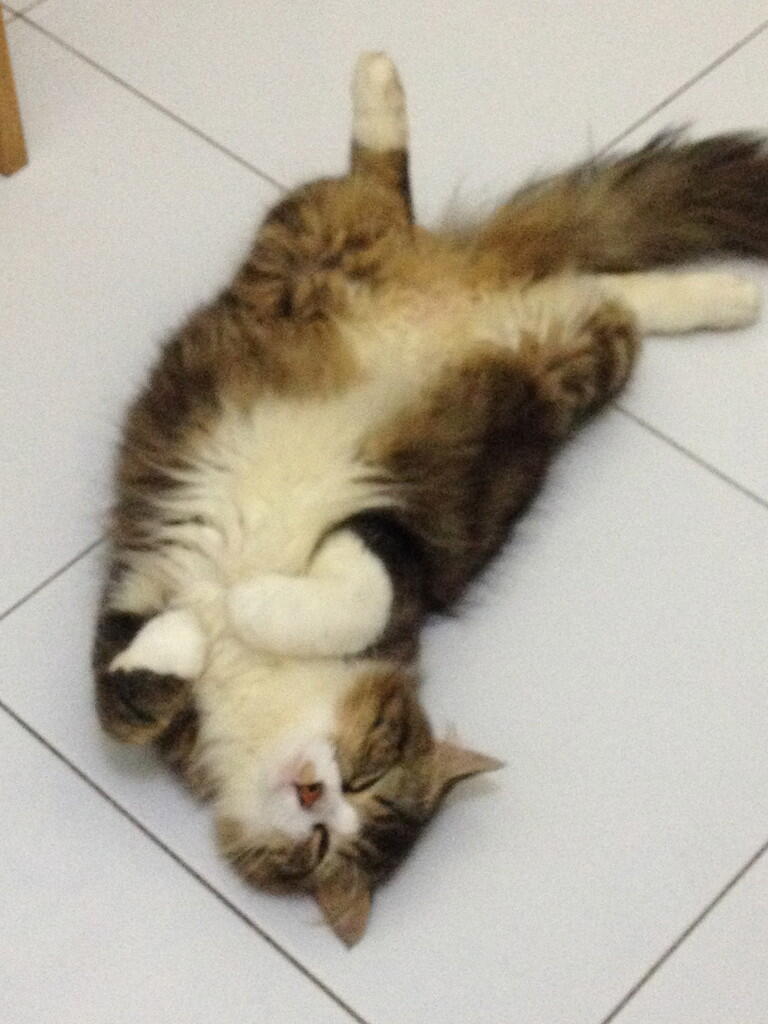 Kucing Jantan Cari Jodoh