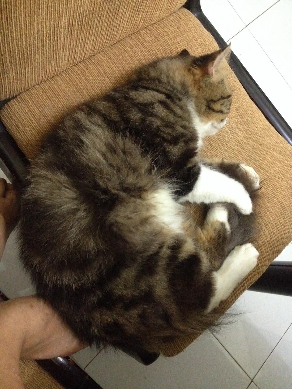 Kucing Jantan Cari Jodoh