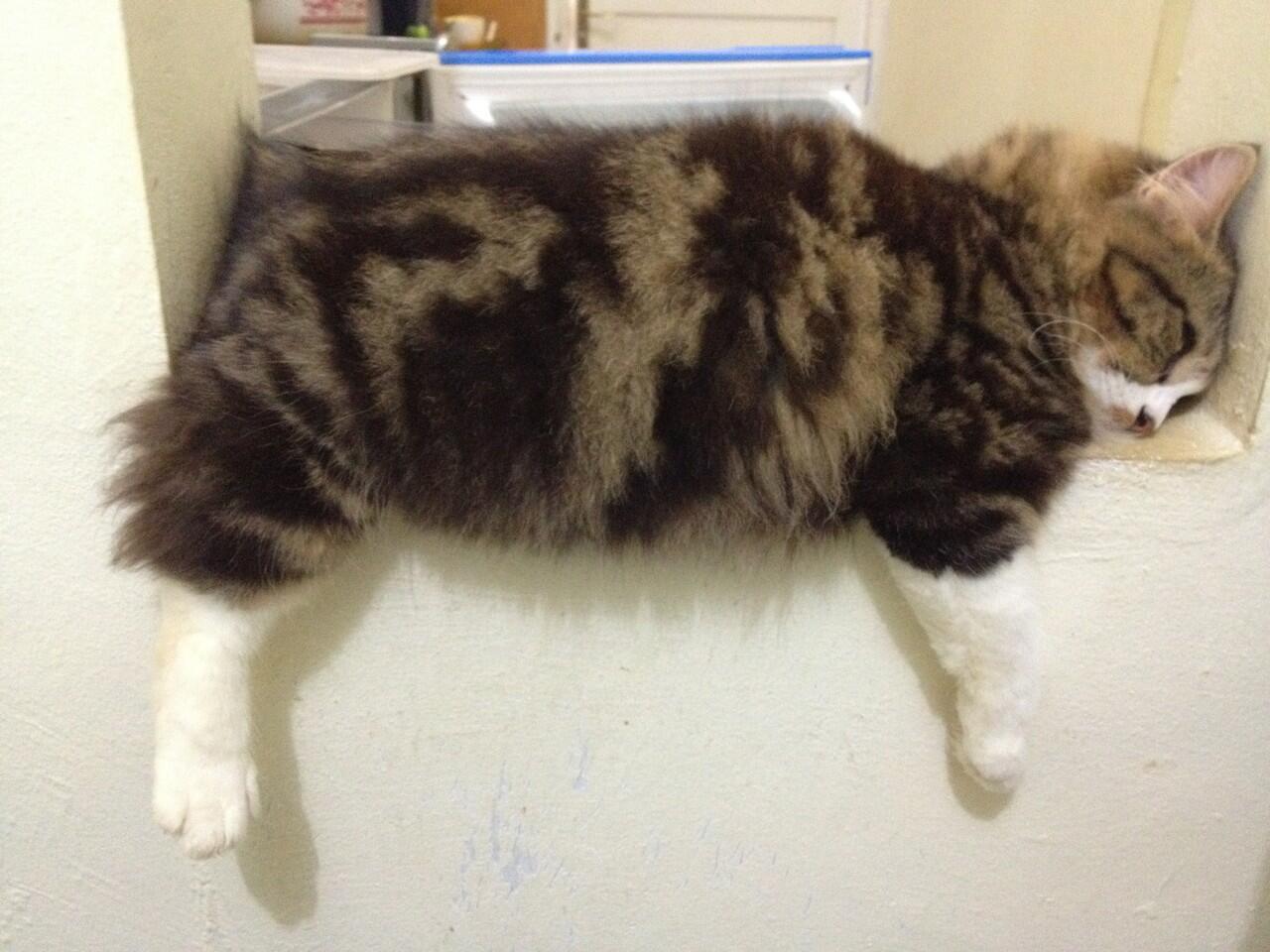 Kucing Jantan Cari Jodoh