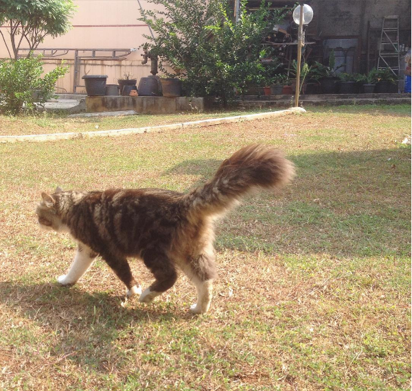 Kucing Jantan Cari Jodoh