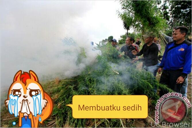 Sejarah ganja di aceh