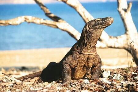 Google Rayakan 37 Tahun Taman Nasional Komodo