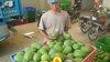Memetik Laba dari Berkebun Mangga Gadung Klonal 21