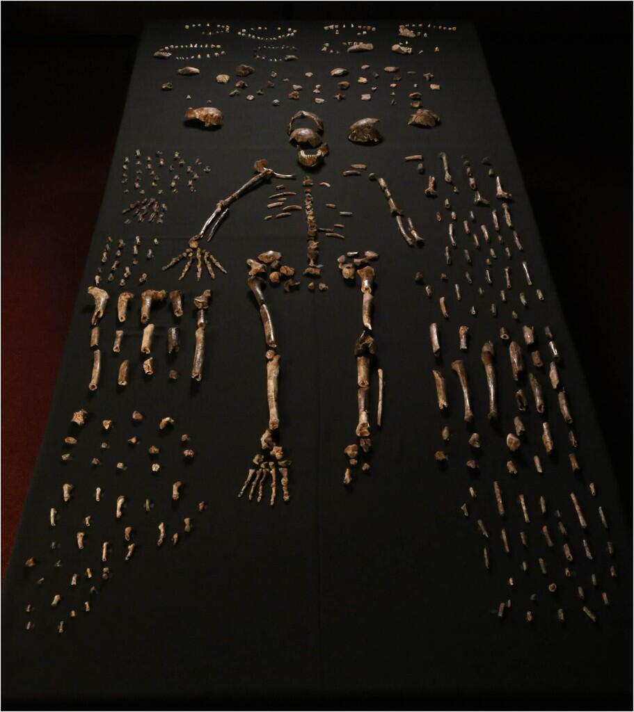 Homo Naledi, spesies terbaru manusia purba dari Afrika Selatan