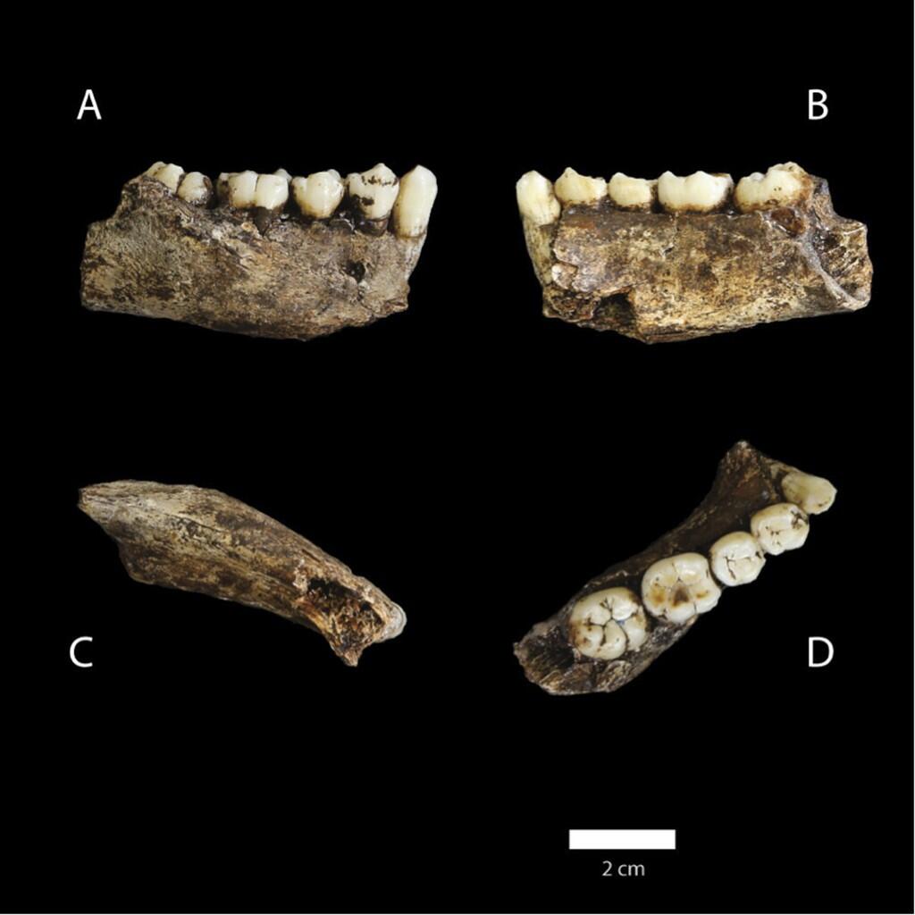 Homo Naledi, spesies terbaru manusia purba dari Afrika Selatan