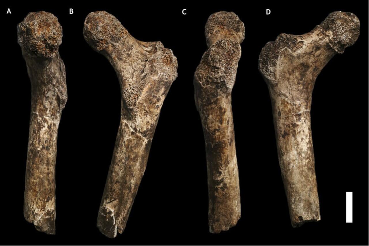 Homo Naledi, spesies terbaru manusia purba dari Afrika Selatan