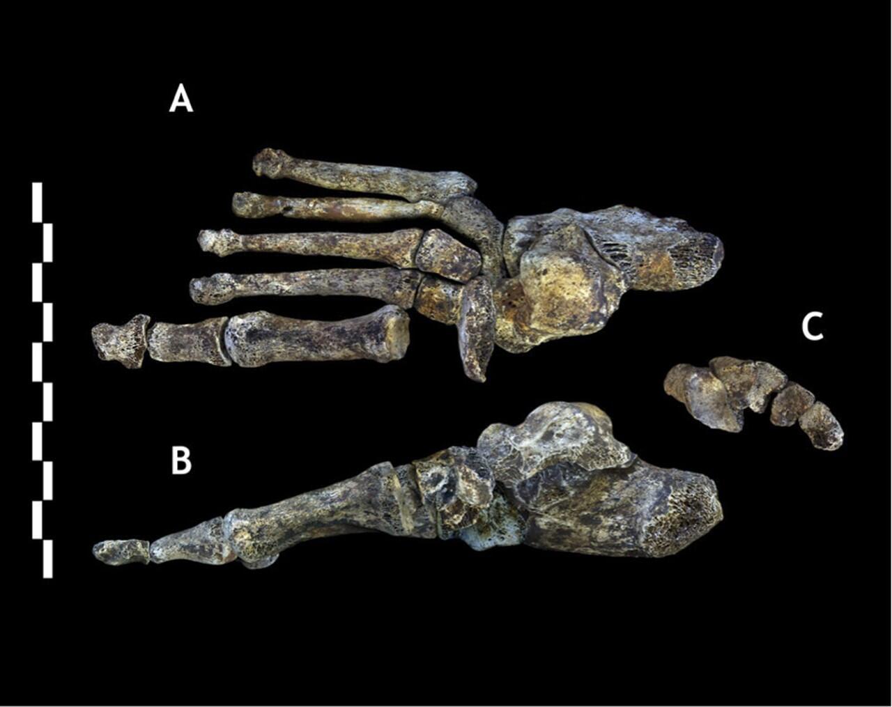 Homo Naledi, spesies terbaru manusia purba dari Afrika Selatan