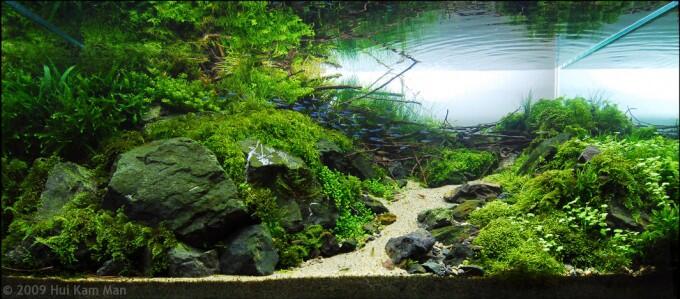 8 Aquascape Keren yang Bakal Bikin Mata Lo Terpana
