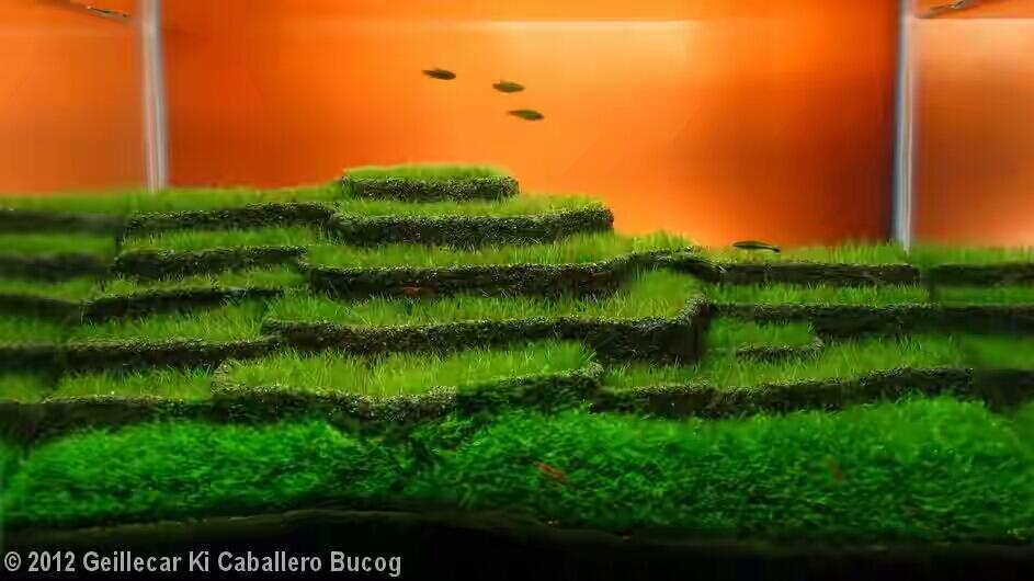 8 Aquascape Keren yang Bakal Bikin Mata Lo Terpana