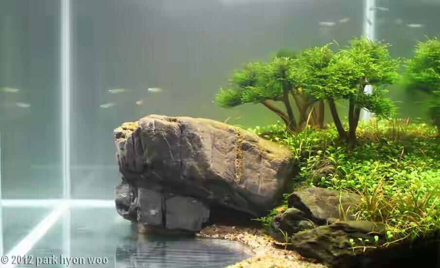 8 Aquascape Keren yang Bakal Bikin Mata Lo Terpana