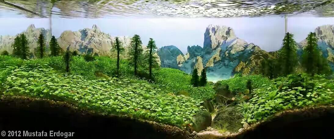 8 Aquascape Keren yang Bakal Bikin Mata Lo Terpana