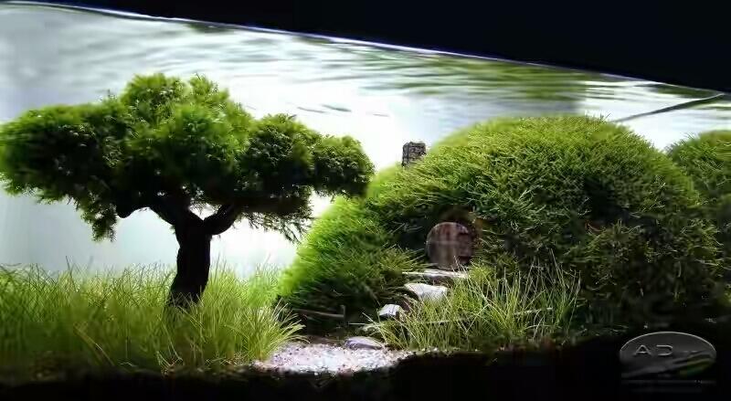 8 Aquascape Keren yang Bakal Bikin Mata Lo Terpana
