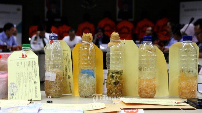 Jual Ribuan Anak Lobster, Pria Ini Harus Berurusan dengan Polisi