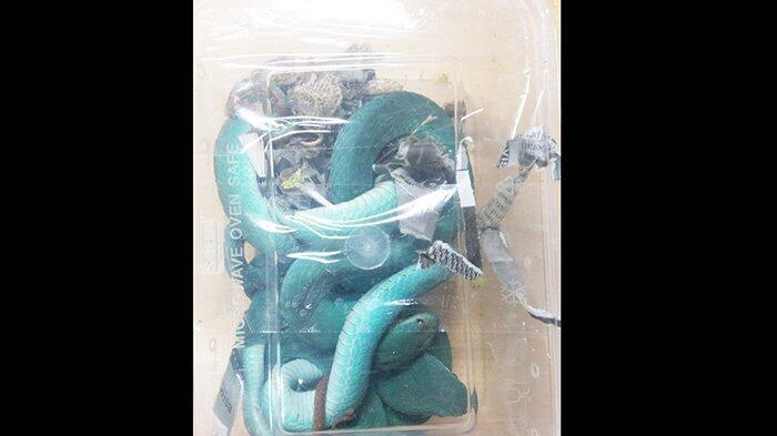 Bawa Ular di Koper, Petugas Bandara Ngurah Rai Tahan Pasangan Asal Tiongkok