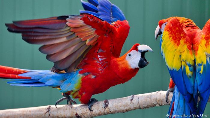 Keajaiban Evolusi Ciptakan Burung Warna-Warni