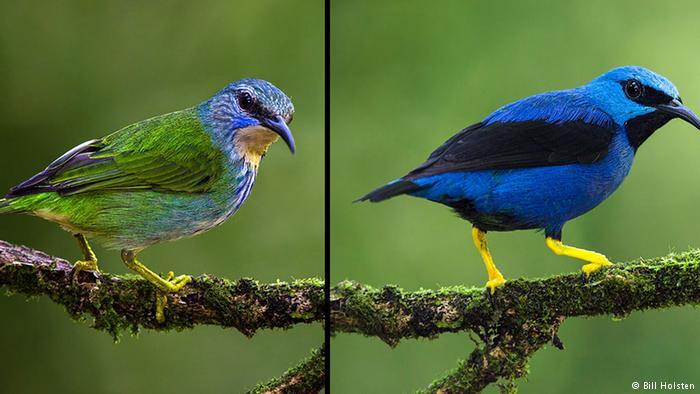 Keajaiban Evolusi Ciptakan Burung Warna-Warni