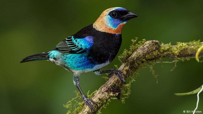 Keajaiban Evolusi Ciptakan Burung Warna-Warni