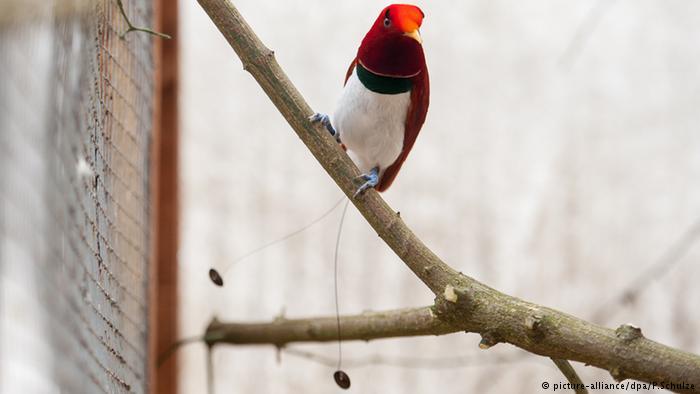 Keajaiban Evolusi Ciptakan Burung Warna-Warni